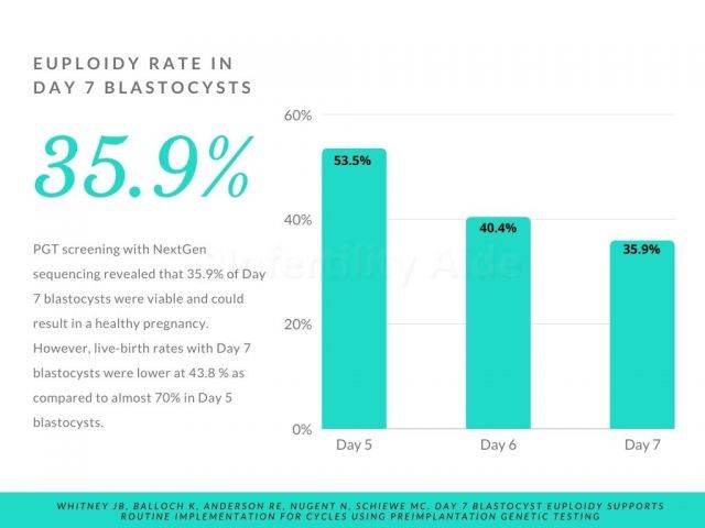 Euploidy rate in day 7 blastocysts