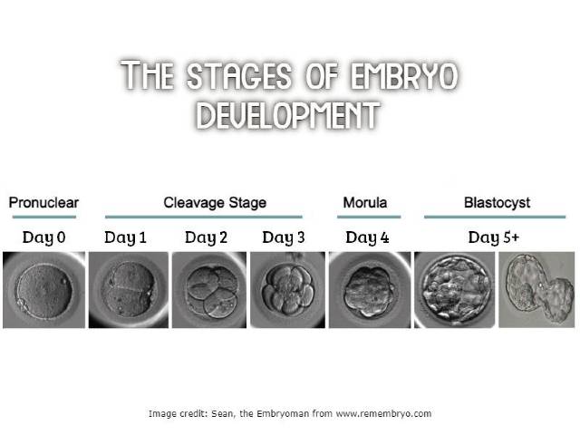 Stages of embryo development